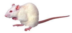 mice