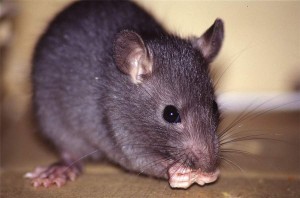 rat