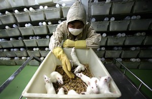 testinganimals